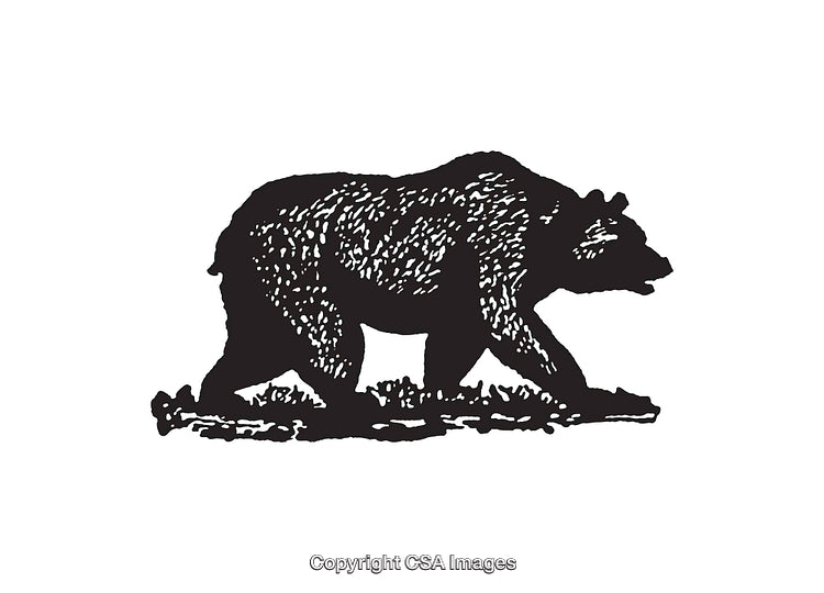 Detailed Black and White Line Art Illustration of a Bear in Side View