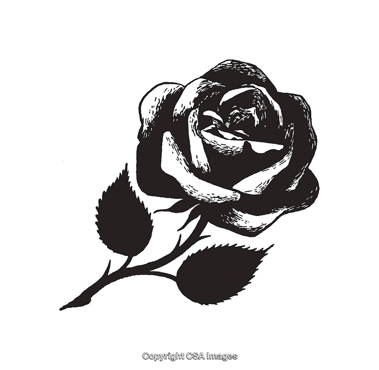 Black and White Line Art Illustration of a Delicate Rose Flower