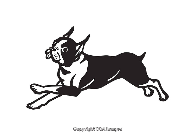 Black And White Line Art Illustration of a Running Boston Terrier Dog