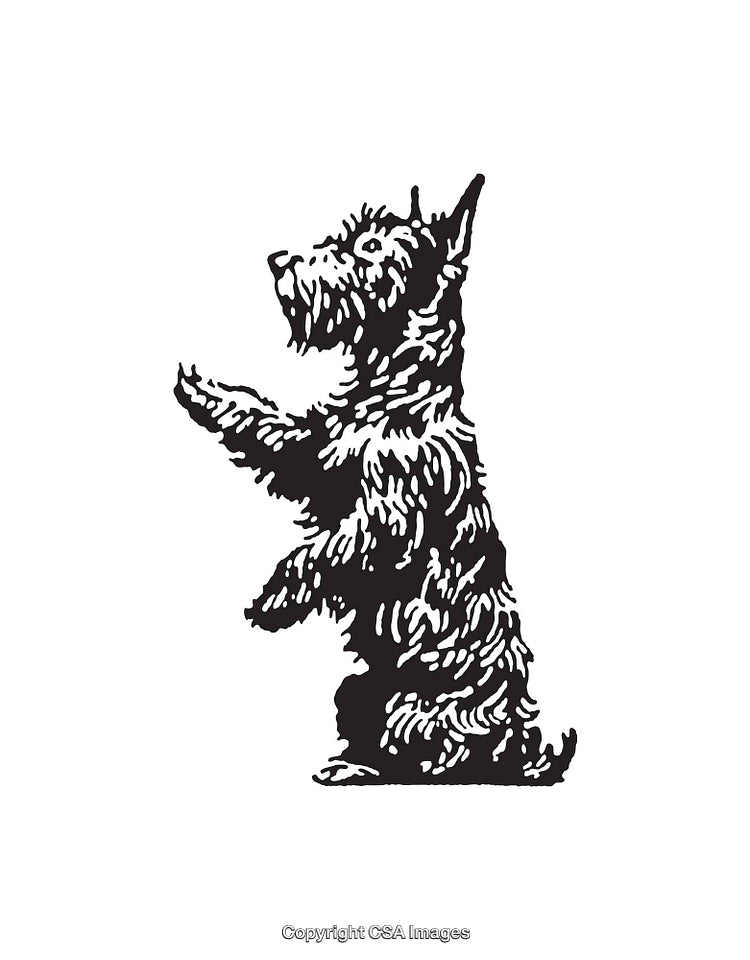 Black and White Line Art of a Standing Terrier Dog
