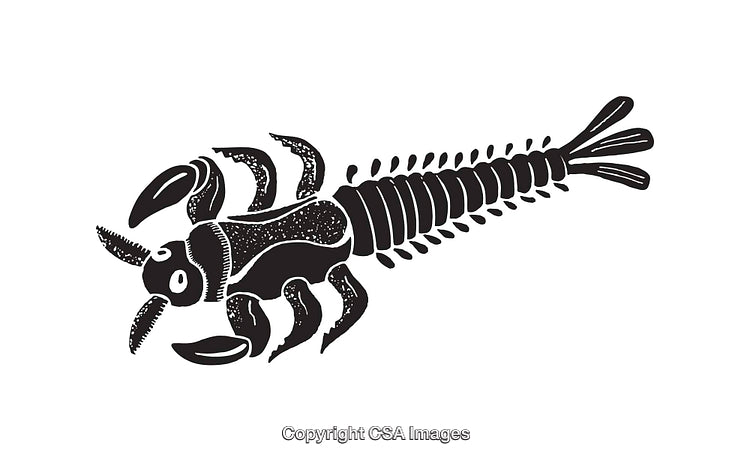 Black and White Illustration of a Prehistoric Arthropod Fossil