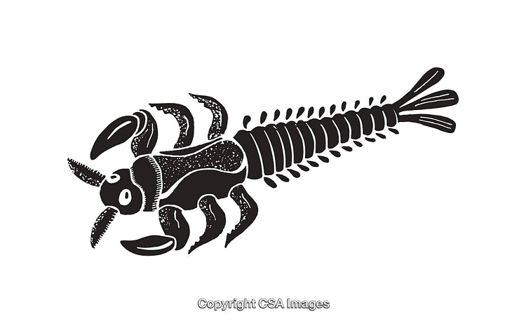 Black and White Illustration of a Prehistoric Arthropod Fossil
