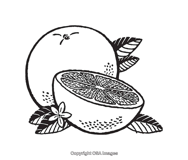 Black and White Citrus Fruit Line Art Illustration