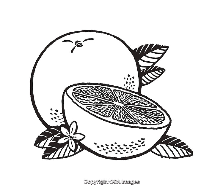 Black and White Citrus Fruit Line Art Illustration
