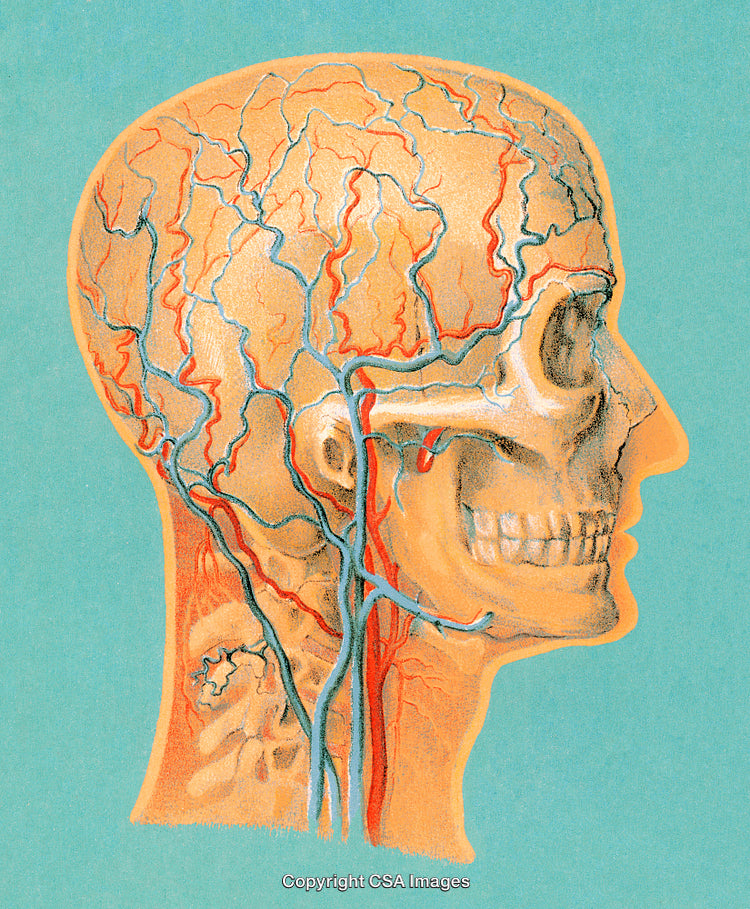 Detailed Illustration of Human Circulatory System in the Brain and Head