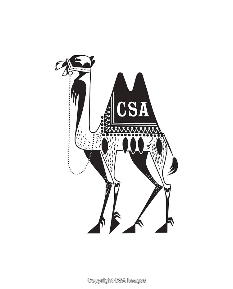 Detailed Black and White Illustration of a Stylized Decorated Camel