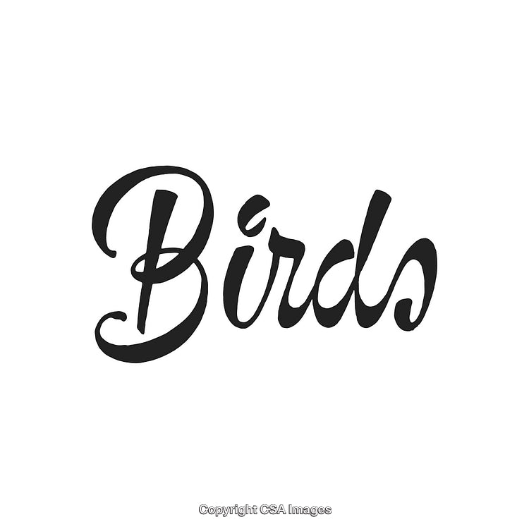 Elegant Calligraphic Typography Featuring the Word Birds on White Background