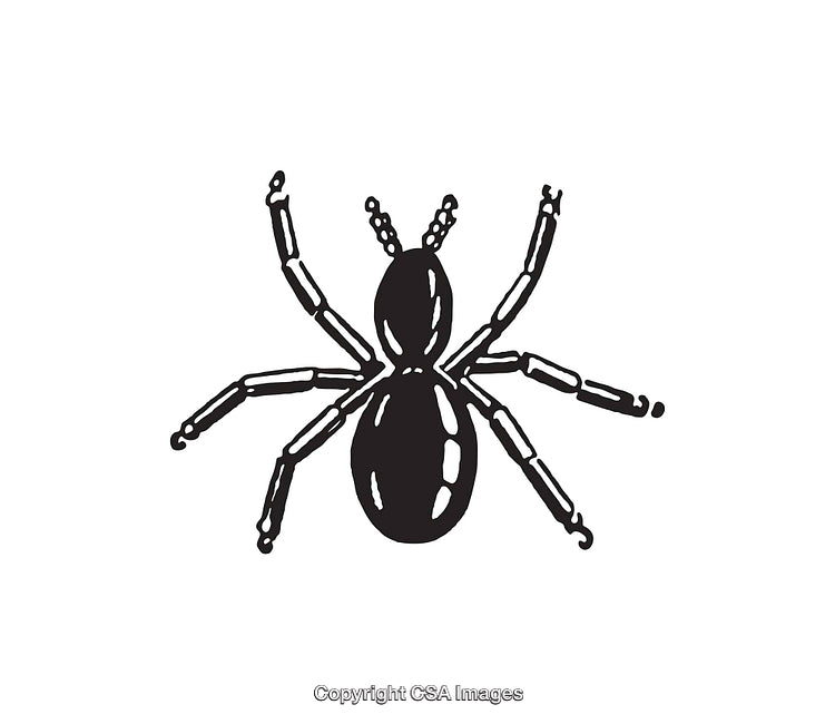Black and White Ink Drawing of a Spider Illustration
