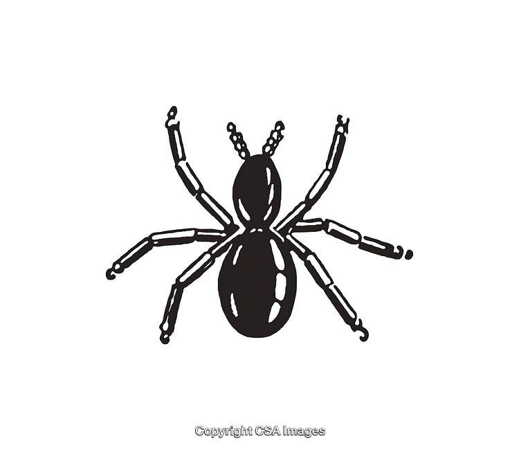 Black and White Ink Drawing of a Spider Illustration