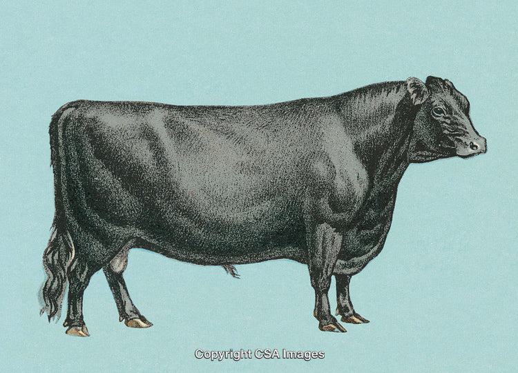 Vintage Illustration of a Black Bull on a Light Blue Background