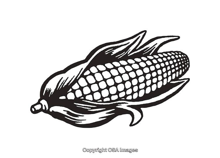 Black and White Line Art Illustration of an Ear of Corn