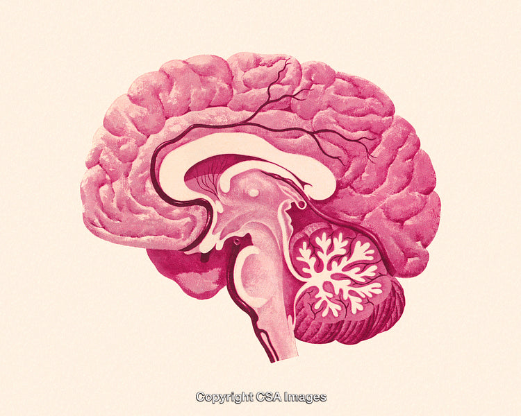 Detailed Medical Illustration of the Human Brain Anatomy