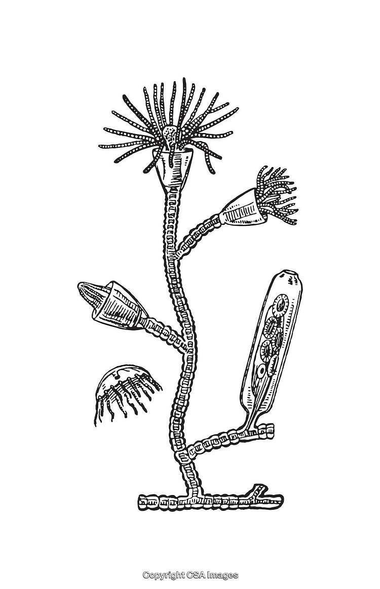 Detailed Black and White Biological Line Art Illustration
