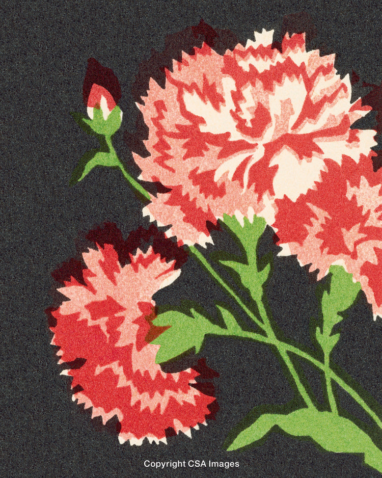 Red Carnations Illustration on a Dark Background with Textured Design