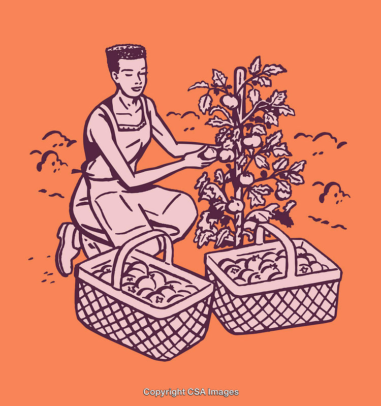 Person Harvesting Tomatoes with Baskets in a Garden Setting