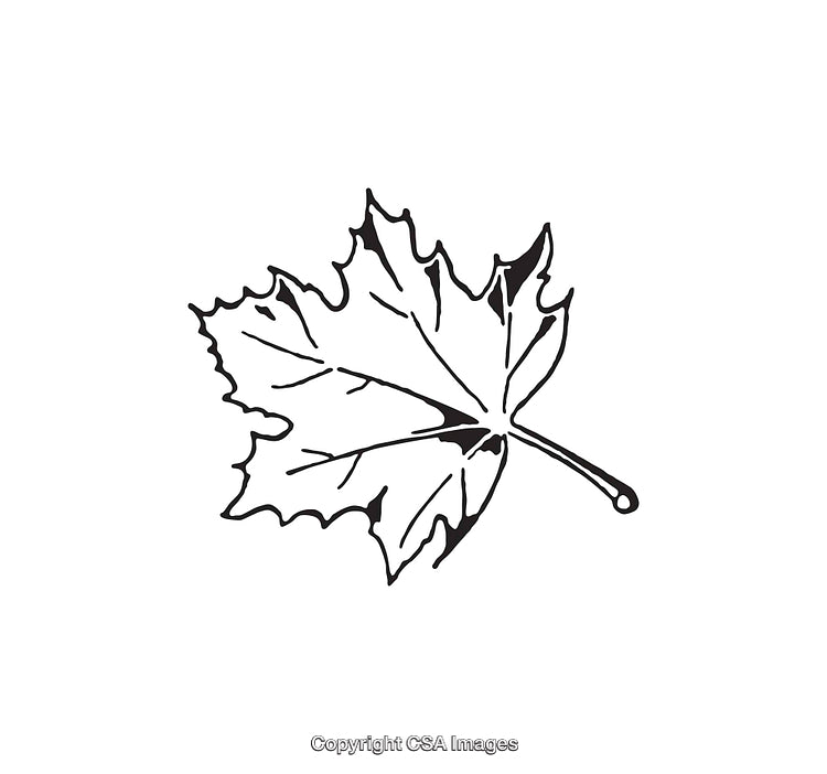 Black and White Line Art Illustration of a Maple Leaf