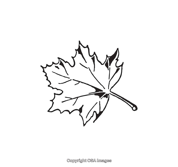 Black and White Line Art Illustration of a Maple Leaf