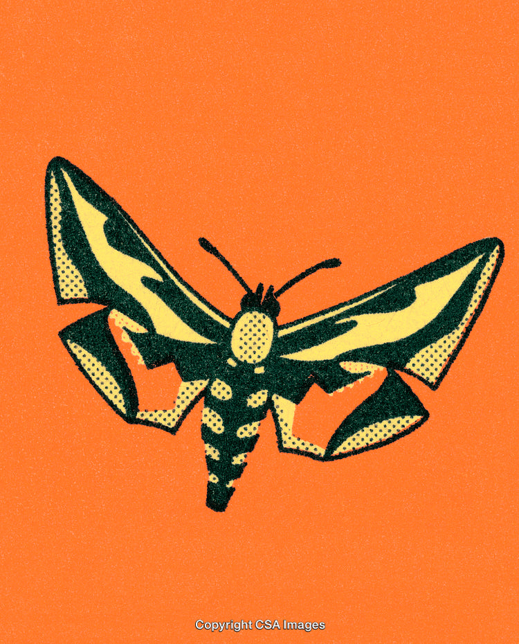 Detailed Moth Illustration in Bold Colors on Vibrant Background