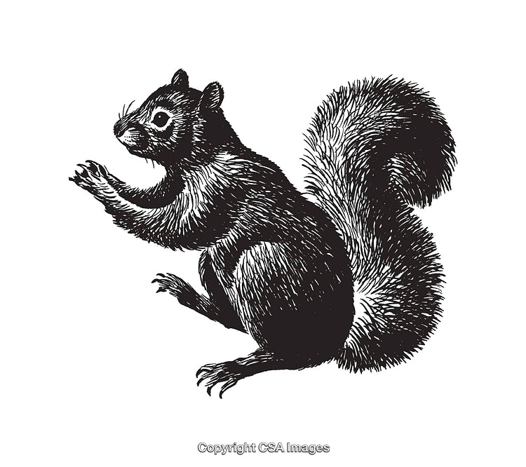 Detailed Black And White Illustration of a Squirrel in Side Profile