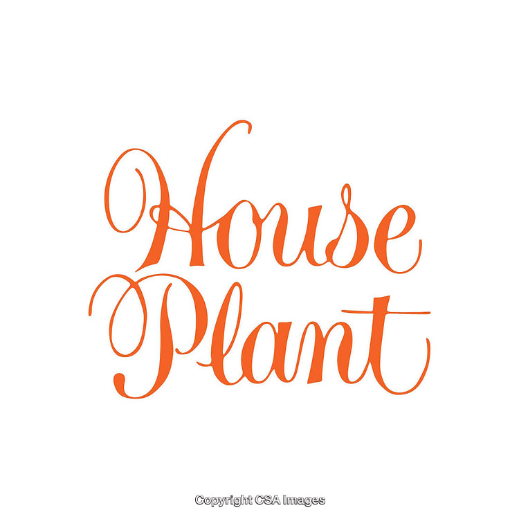 Stylish Ornate Typography Displaying the Phrase 'House Plant' in Orange