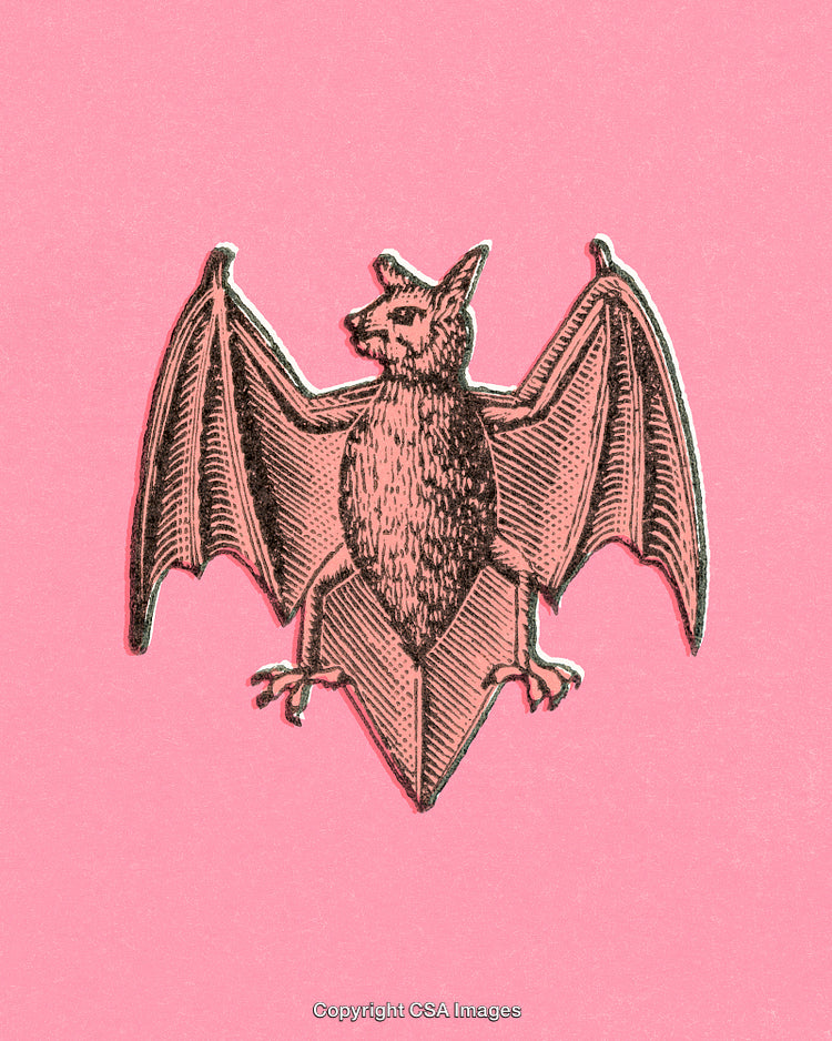 Vintage Bat Illustration on Vibrant Pink Background