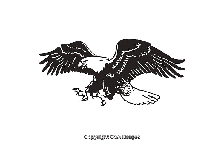 Detailed Line Art Illustration of a Flying Bald Eagle in Black and White
