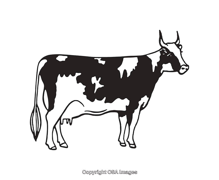 Black and White Illustration of a Dairy Cow in Side Profile View