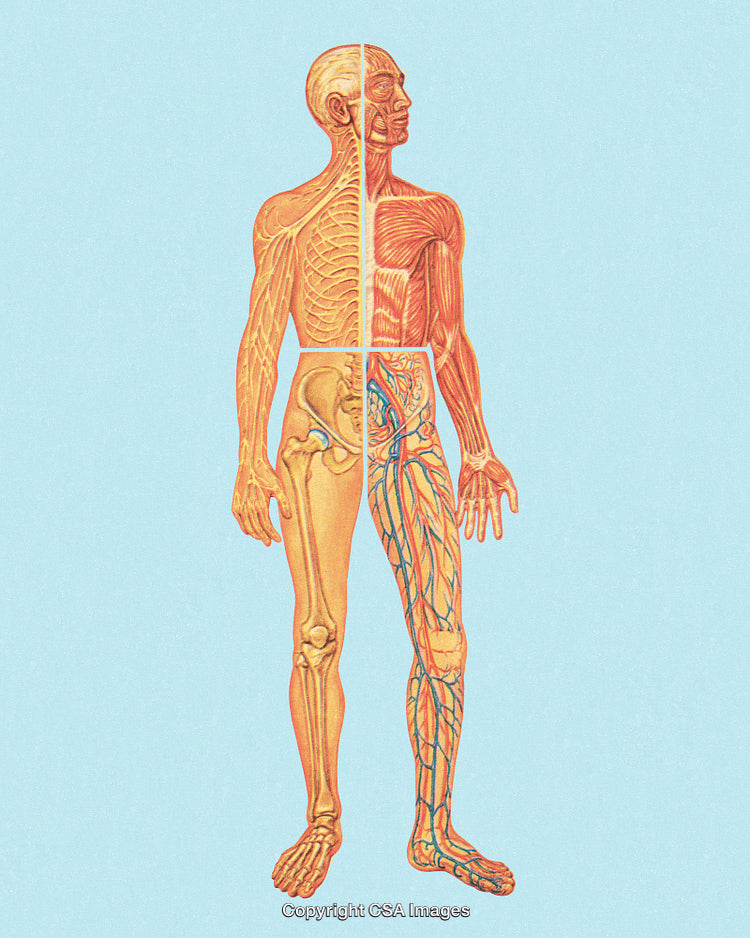 Anatomical Diagram Illustrating Human Body Systems and Structures in Detail