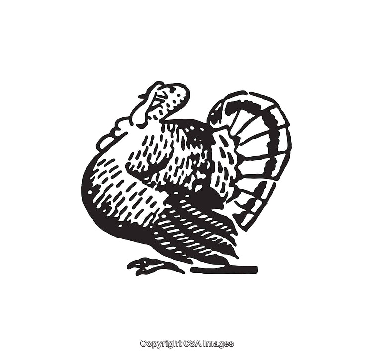 Vintage Black and White Turkey Illustration Showing Unique Detailing