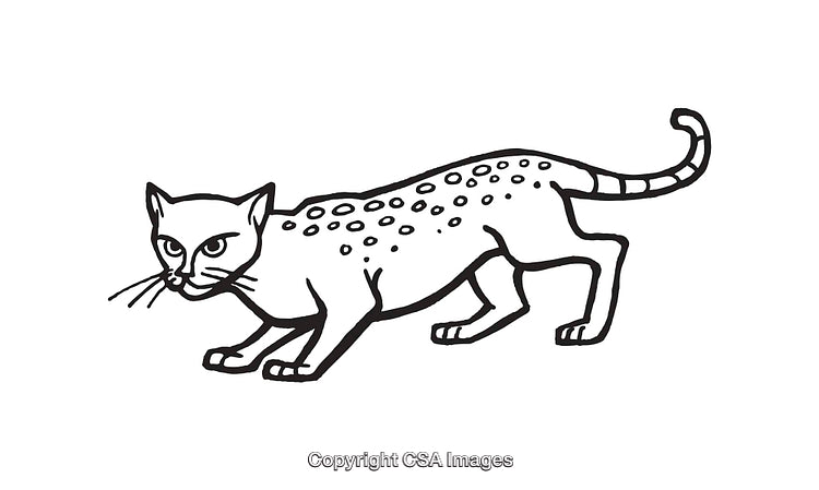Black and White Line Art Illustration of a Spotted Wild Cat