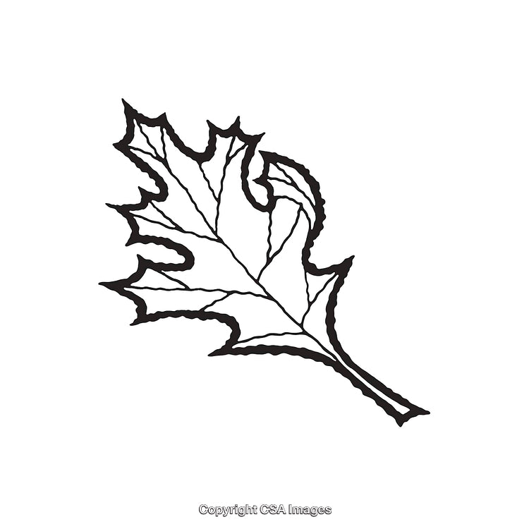 Black and White Line Art Illustration of a Maple Leaf Design