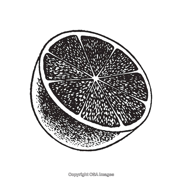 Detailed Black and White Line Art of a Citrus Fruit Half