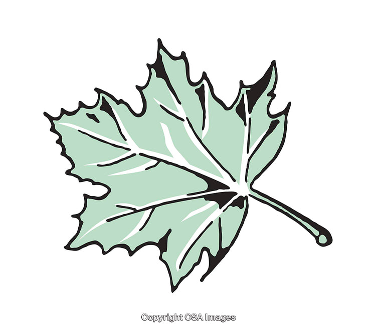 Stylized Illustration of a Maple Leaf with Vibrant Green Color