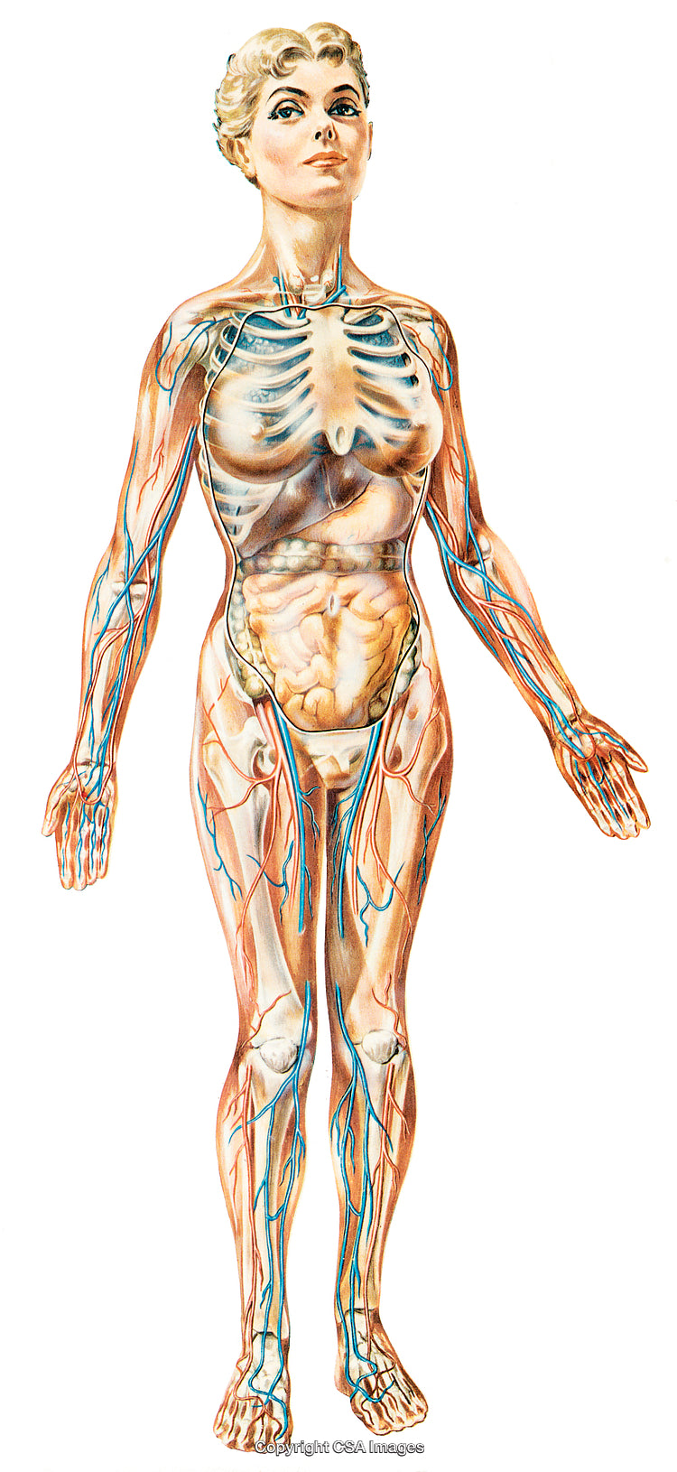 Anatomical Illustration of Female Body Showing Organs and Skeletal Structure