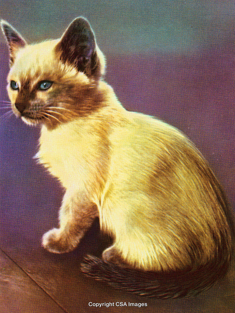 Vintage Illustration of a Siamese Cat with a Dot Screen Effect