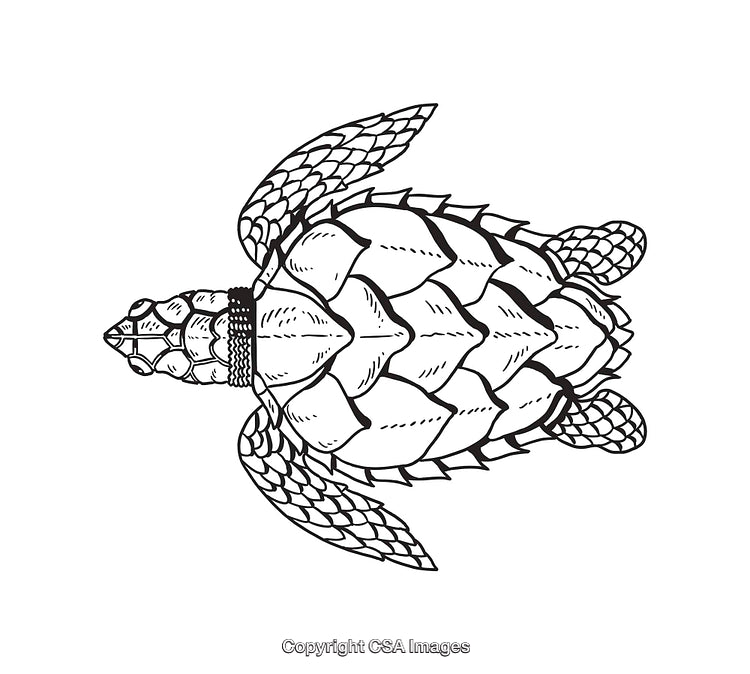 Detailed Black and White Line Art Illustration of a Sea Turtle