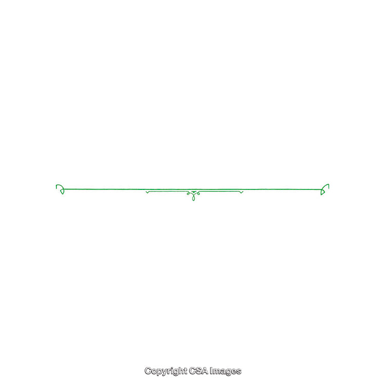 Minimalist Green Decorative Divider Line with Ornamental Design on White Background