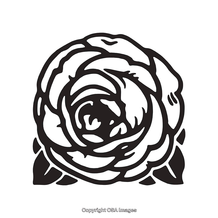 Black And White Line Art Illustration of a Detailed Rose Flower