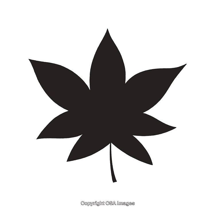 Black Silhouette of a Maple Leaf on White Background