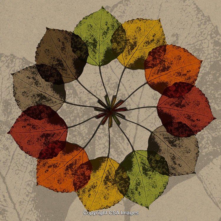 Colorful Circular Arrangement of Autumn Leaves in Artistic Style