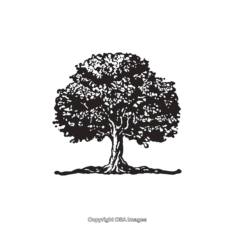 Black and White Line Art Illustration of a Detailed Tree