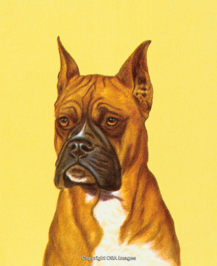Portrait of a Boxer Dog Against a Yellow Background, Facing Forward