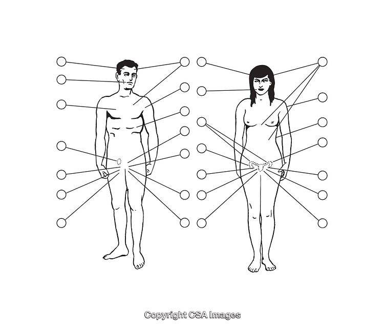 Detailed Black-and-White Diagram of Male and Female Anatomy Illustrations