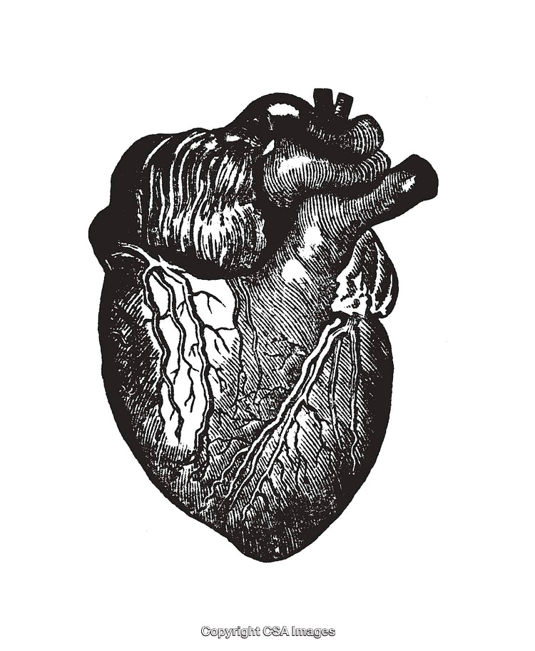 Detailed Black And White Line Art Illustration of a Human Heart