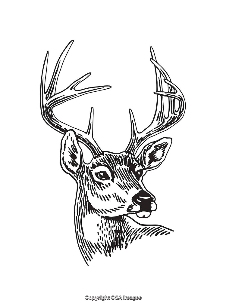 Detailed Black and White Illustration of a Deer with Antlers