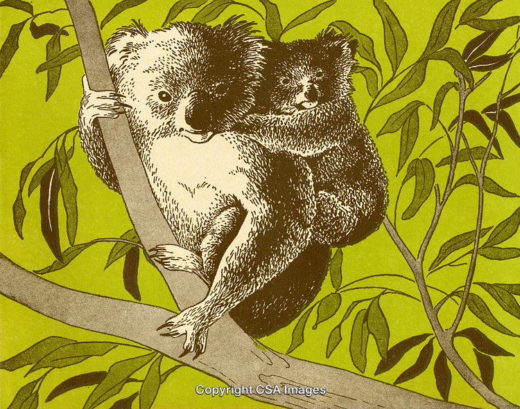 Illustrated Mother Koala and Baby Perched on Eucalyptus Tree Branch