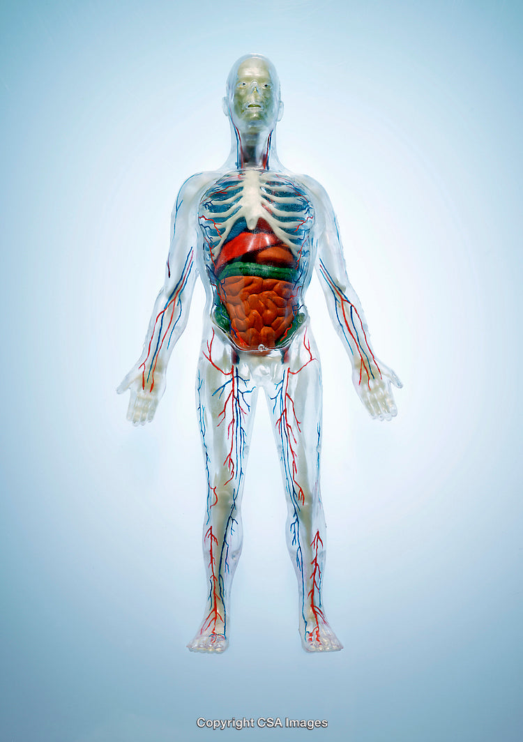Transparent Human Anatomy Model Displaying Internal Organs and Circulatory System
