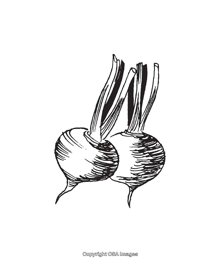 Hand-Drawn Line Art of Two Fresh Turnips with Leaves in Black and White