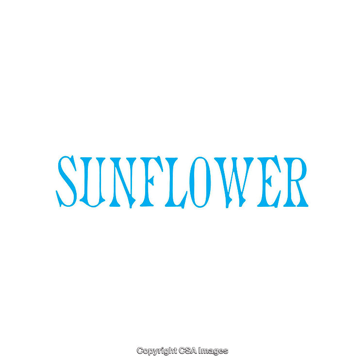 Blue Sunflower Typographic Artwork on a White Background