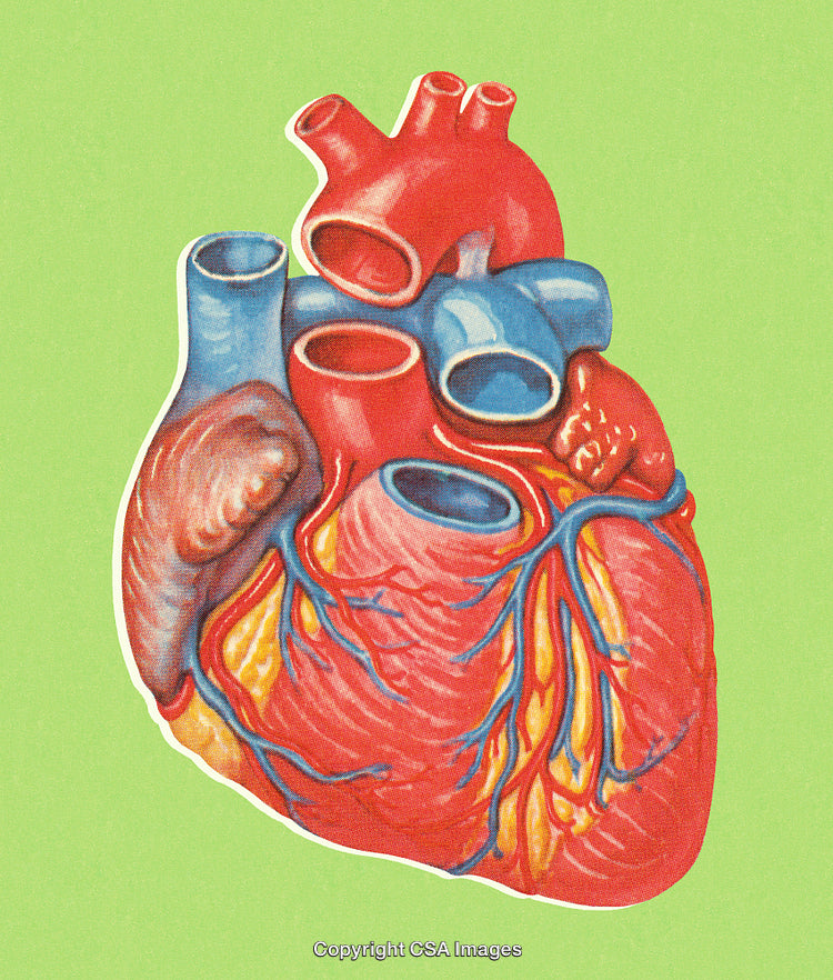 Colorful Anatomical Illustration of the Human Heart on Green Background